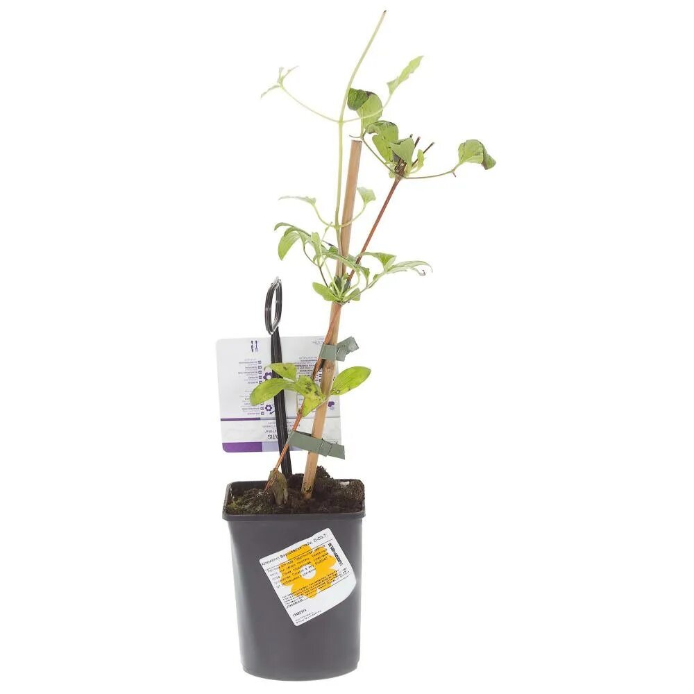 саженцы недорого москва. саженцы недорого москва. саженец яблони флагман. саженцы недорого москва. ижевский плодопитомник.