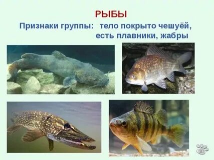 Рыбы признаки рыб 1 класс