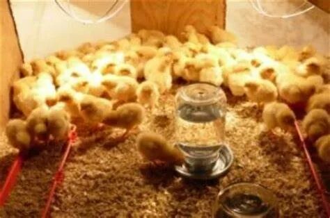 Уход за суточными цыплятами