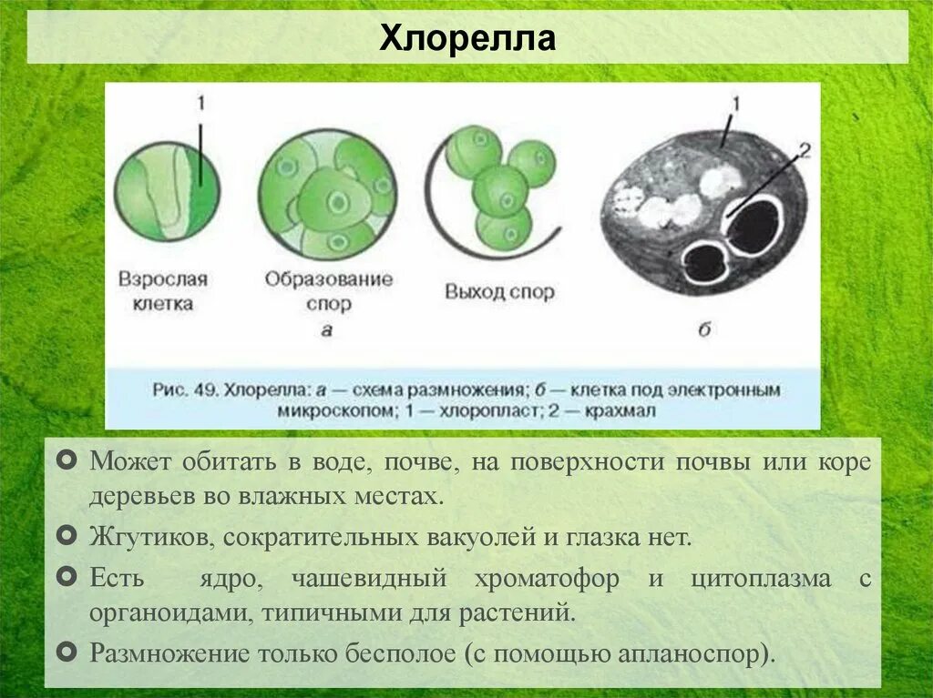 Чем строение хлореллы отличается от строения бактерии. Хлорелла клеточная стенка. вакуоль у хлореллы. хлорелла жгутики. хлорелла царство.