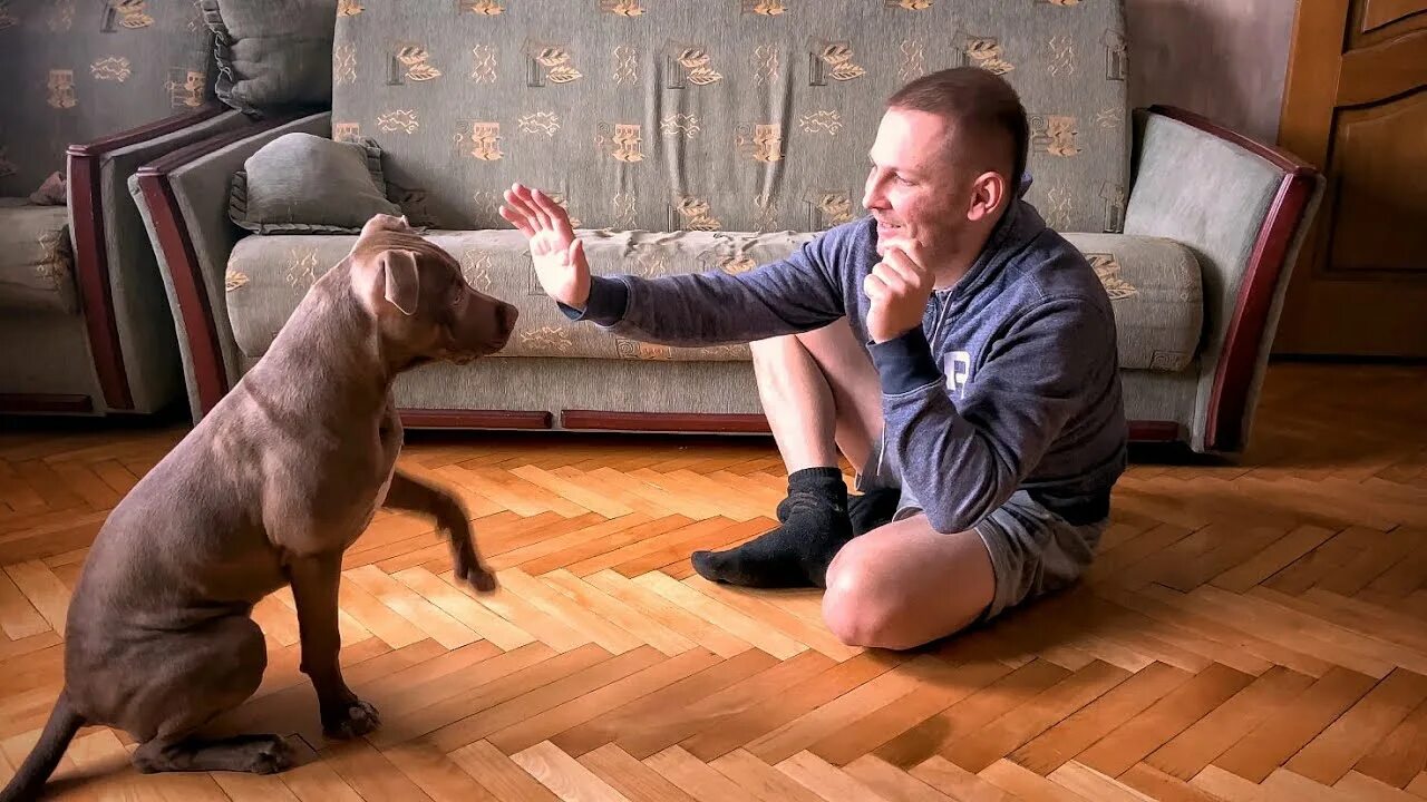 Питбуль команда. Питбуль дрессировка. питбуль не дрессированный. питбуль выполняет команду. немецкий боксер тайсон и питбуль джина.