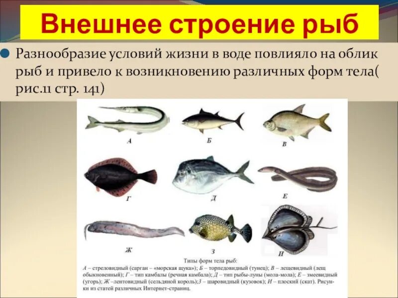 Форма тела рыб. Внешнее строение рыбы форма тела. Внешнее строение рыб характеристика. Особенности тела рыбы. Группы рыб и их значение
