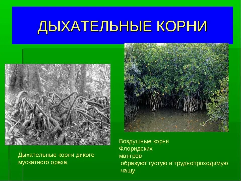 Чащу какой корень
