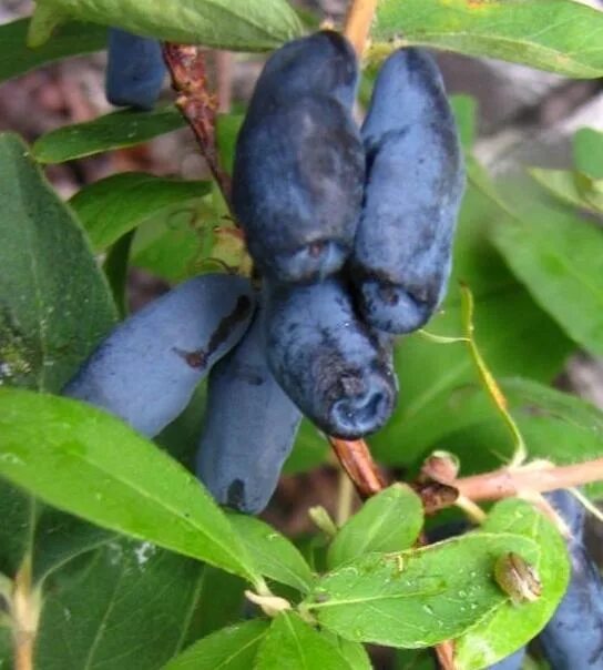 Kamtschatica. Жимолость блестящая purple storm. Жимолость съедобная и актинидия. Lonicera caerulea. Жимолость ягода.