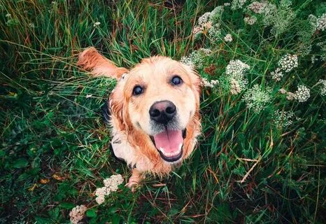 Dog is happy
