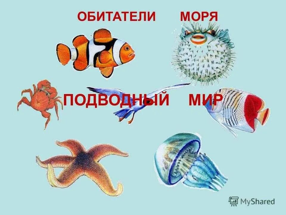 Морские обитатели для детей. Морские жители для дошкольников. Водные обитатели для детей. Загадки для детей детей морские жители. Загадка краб