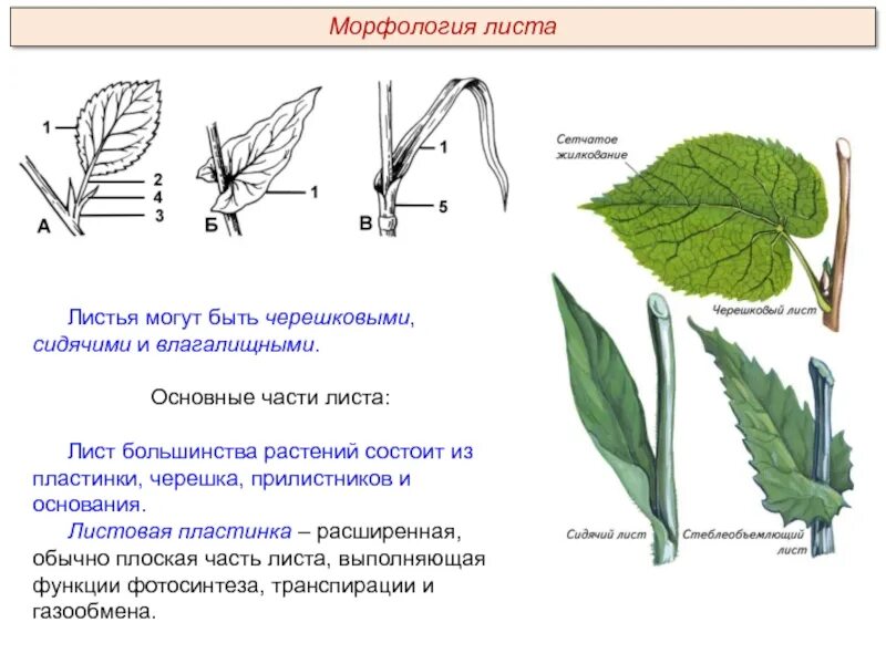 Толстянка черешковый или сидячий лист. Тип листа черешковый и влагалищный. функции основания и прилистников листа. функция прилистников у листа. черешковые сидячие влагалищные листья.