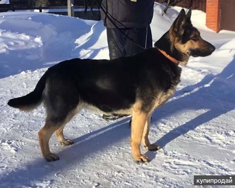 Щенки 6 месяцев немецкой. Восточноевропейская овчарка. Восточно-европейская овчарка девочка. ВЕО овчарка 3 месяца. ВЕО овчарка 6.