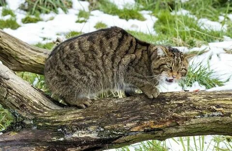 Кавказская кошка