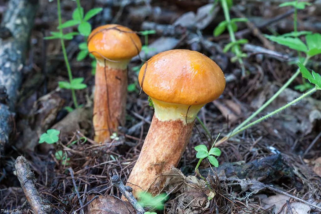 Масленок лиственничный. Маслёнок Сибирский (Suillus sibiricus),. Маслёнок лиственничный Болетовые. Масленок Suillus.