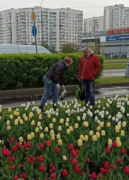 Песня купил для тебя тюльпан украл. Клумба с тюльпанами. Тюльпаны в Москве клумбы. Фотосессия с тюльпанами на улице. Воруют цветы с клумбы.