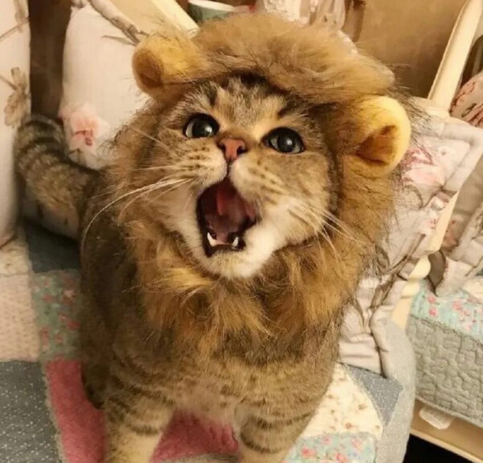 Кот лев