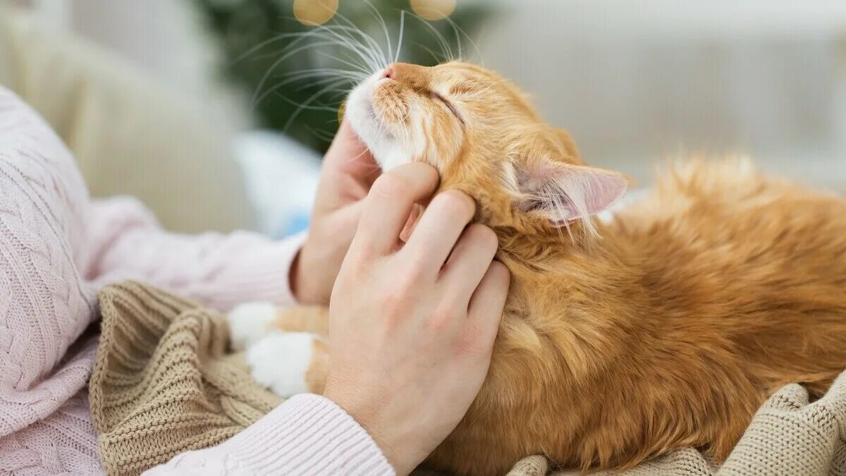 Будем гладить всех мурчащих. Котонеделя. Котик в ладошке. Гладить кошку. Будем гладить всех мурчащих.