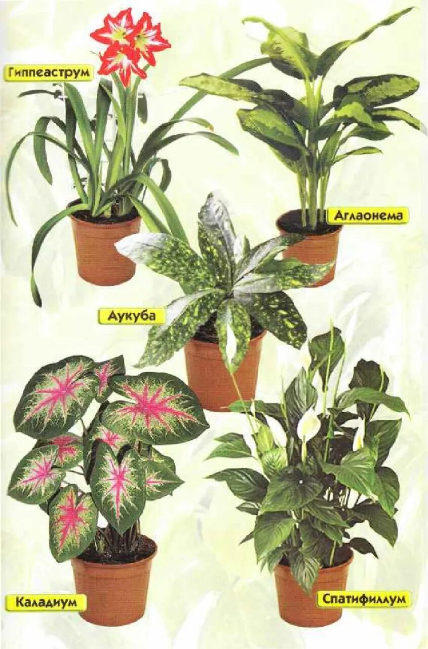 Комнатные растения с цветами названия. Комнатные цветы. Комнатные растения названия. Комнатные растения назва. Комнатные растения наз.