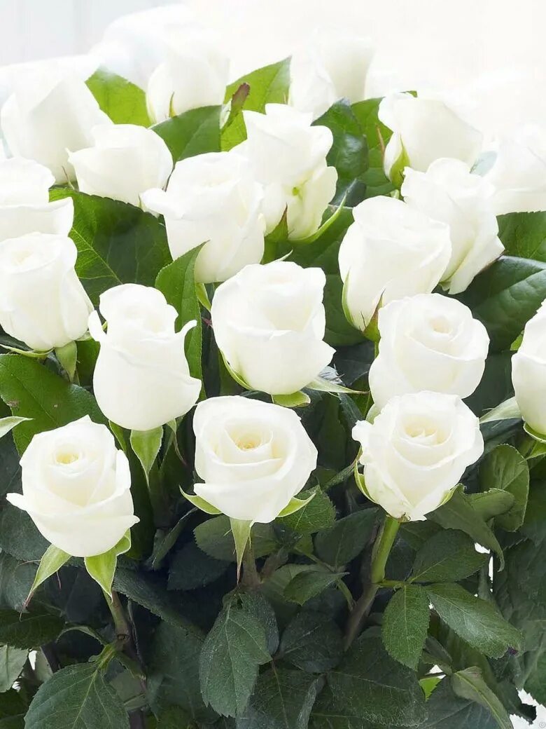 Вайт Роуз. Голландские розы белые. Красивые белые розы.