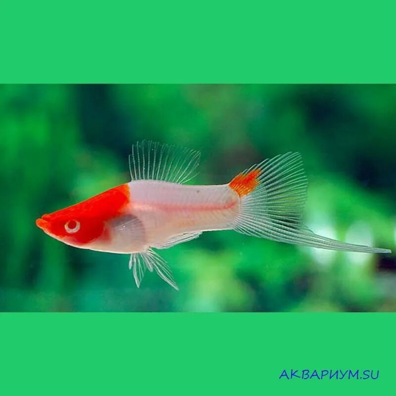 Рыбка меченосец санта клаус. Меченосец кои кохаку. Меченосец кои. Меченосец кои санке трехцветный. Меченосец кохаку.