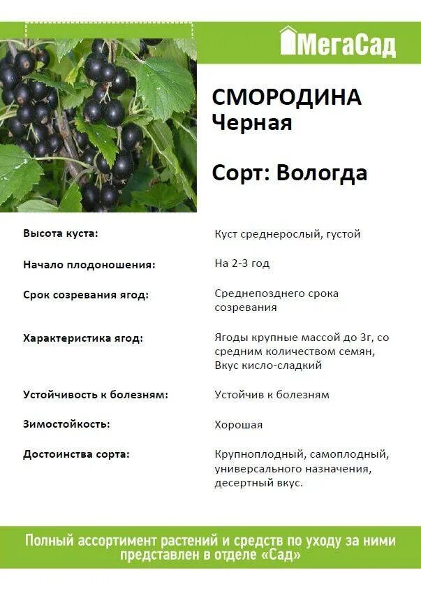 Характеристика сортов смородины черной. Смородина черная Вологда описание сорта. Смородина Вологда (с2) черная. Черная смородина - сорт "Вологодская". Смородина Вологодская описание.