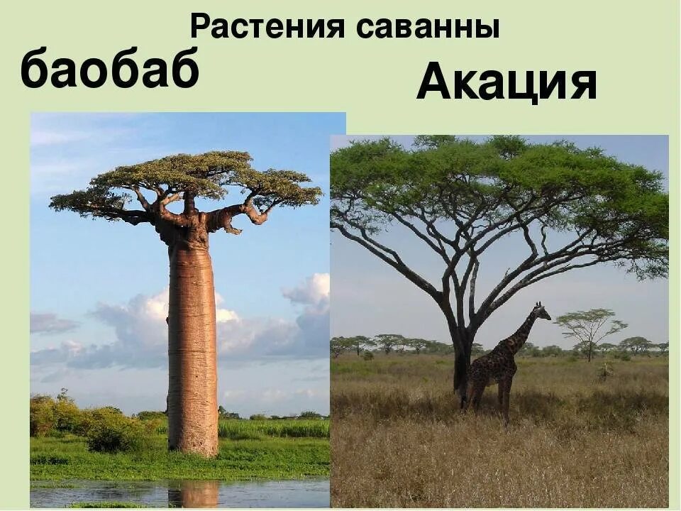 Растительный мир африки. Что растет в африке растения. Растения саванны для детей. Растения африки названия. Растения саванны.