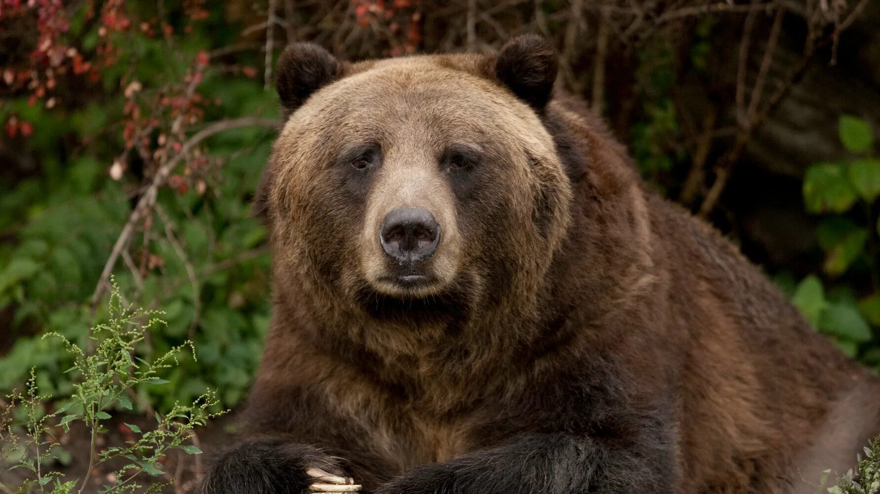 Bear one life. Хвост медведя. Лесные звери. Bear one life. Бурый медведь смешной.