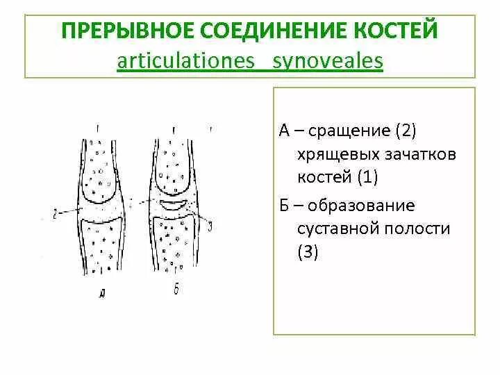 Прерывные соединения костей. Прерввное соединение кости. Прерывные соединения примеры. Прерывное соединение кости.