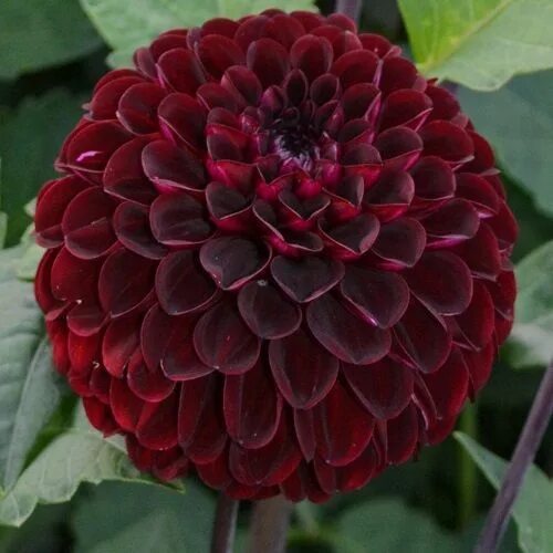 Георгин найт. Георгин найт квин. георгин dahlia dark red.