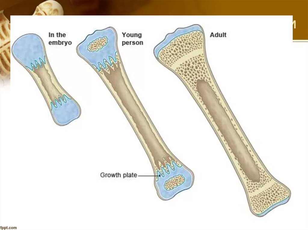 Пластина роста. Зона роста трубчатых костей. Строение трубчатой кости метафиз. Строение трубчатой кости ребенка. Трубчатые кости у детей.
