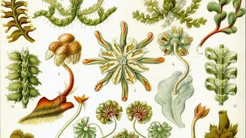 Common plants