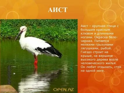 Белый аист красная