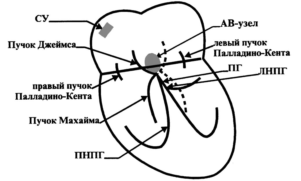 Тракты сердца. Пучки кента джеймса махайма. пучок махайма на экг. проводящая система сердца кента джеймса. проводящая система сердца пучок кента.