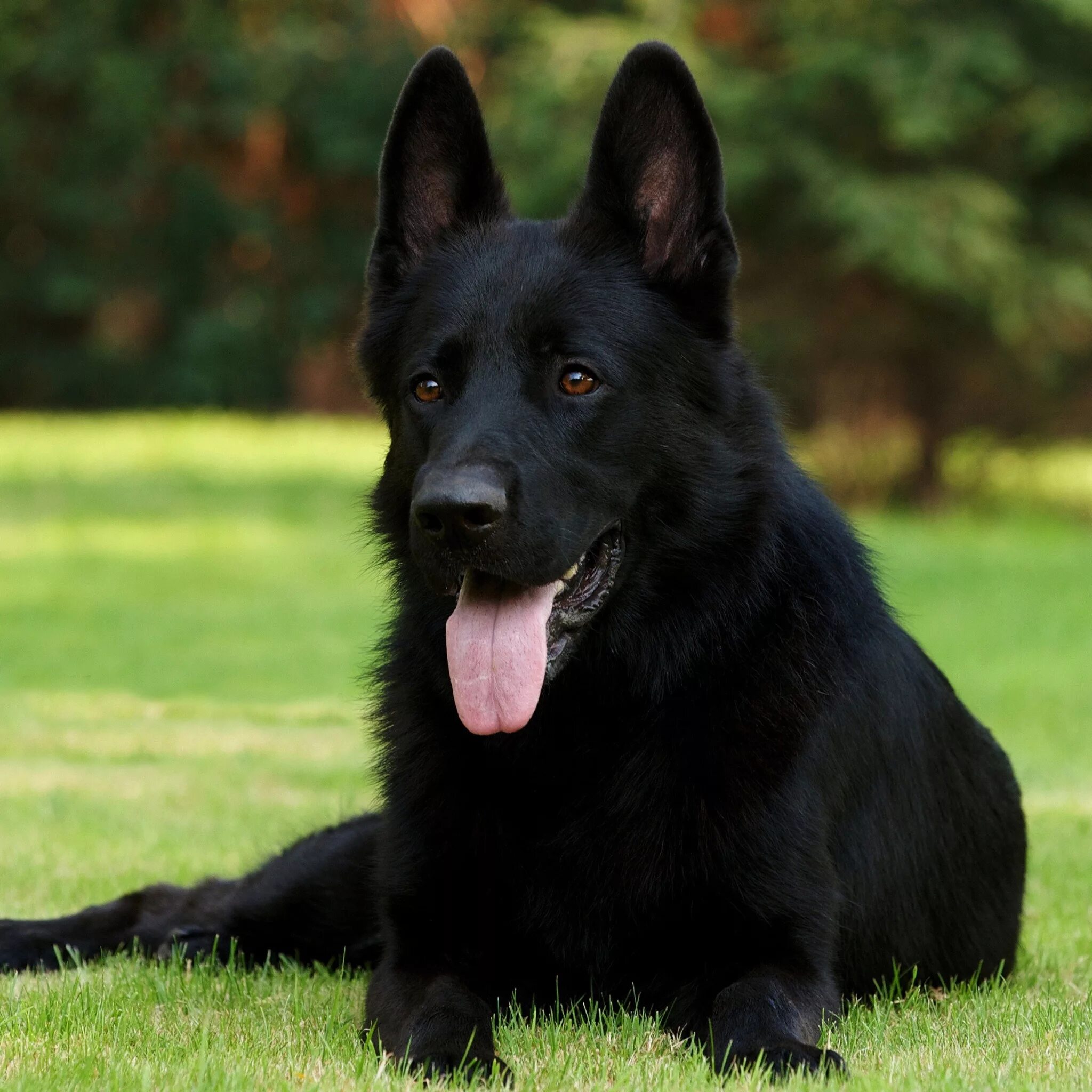 Большая черная собака