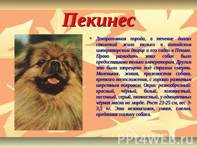 Пекинес собака характеристика породы. Рассказ о породе пекинес 2. рассказ о породе пекинес 2 класс. пекинес интересные факты. рассказ о собаке пекинес.