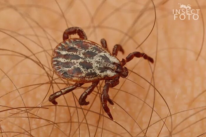 Dermacentor reticulatus луговой клещ. Клещи определитель. Клещи определитель. Клещи определитель. Клещи рода ixodes.