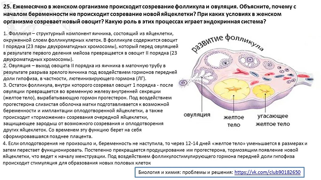 Что чувствуешь во время овуляции. Процесс овуляции. Созревание яйцеклетки. Стадии развития оплодотворенной яйцеклетки.