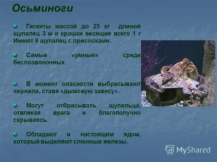 Значение моллюсков в природе человека