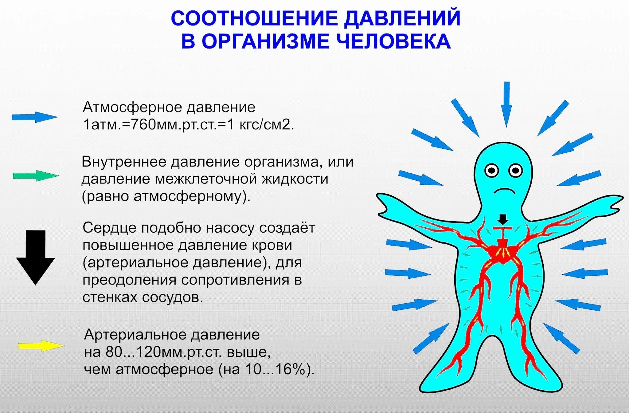 Чистоплотный человек как называется. Чистоплотный человек как называется