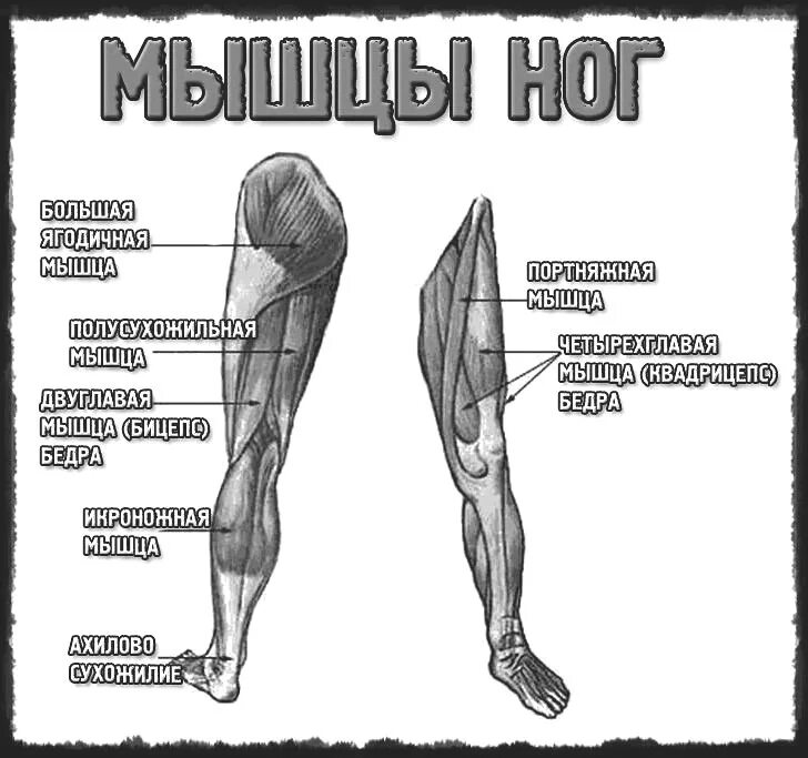 Мышечное строение ноги человека. Мышцы ног анатомия. Мышцыглг. Строение мышц ног. Часть ноги на б