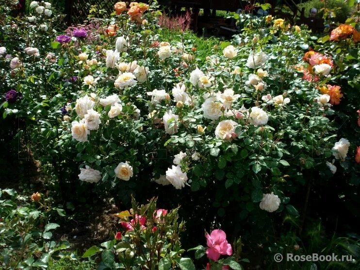 Галерея - Crocus Rose ® (AUSquest, City of Timaru, Emanuel) - Энциклопедия роз