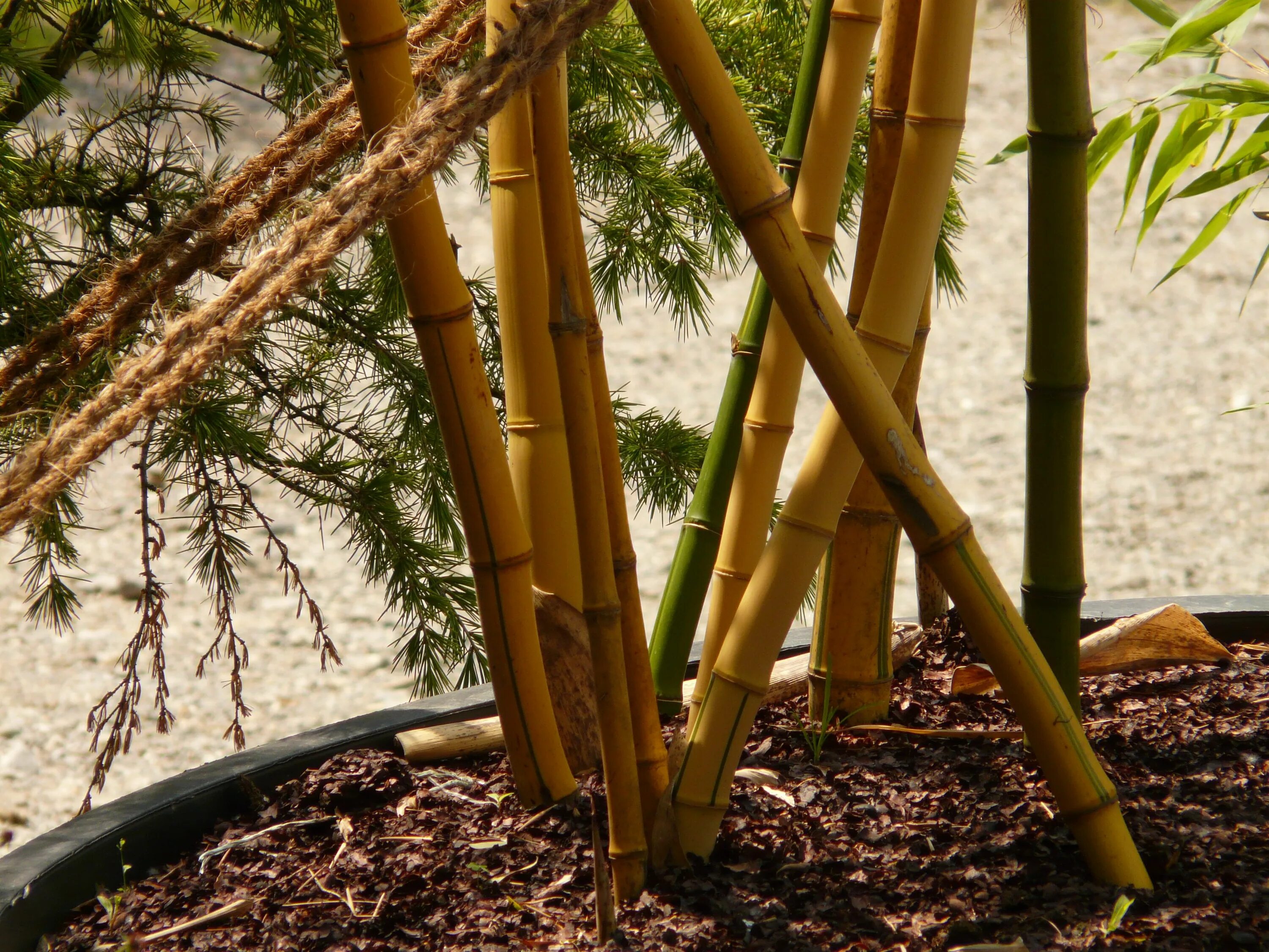 Бамбук это растение. Бамбук Незуко. Flora Bambu. Бамбук плодоносит. Бамбук в саду.