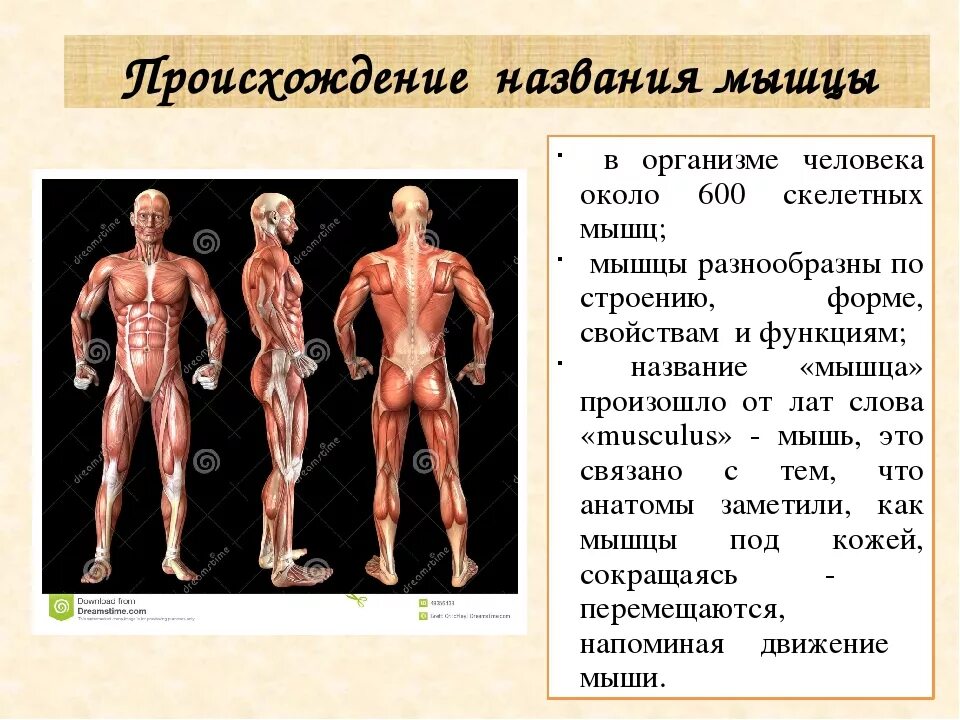 Класс мышцы. Биология 8 класс мышцы человеческого тела. Функции мышц человека анатомия. Мышцы человека презентация. Биология строение мышц.