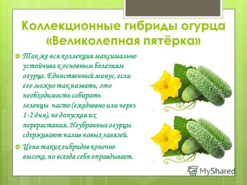 Пять звезд огурец Треймут Любовь * Treimut.ru