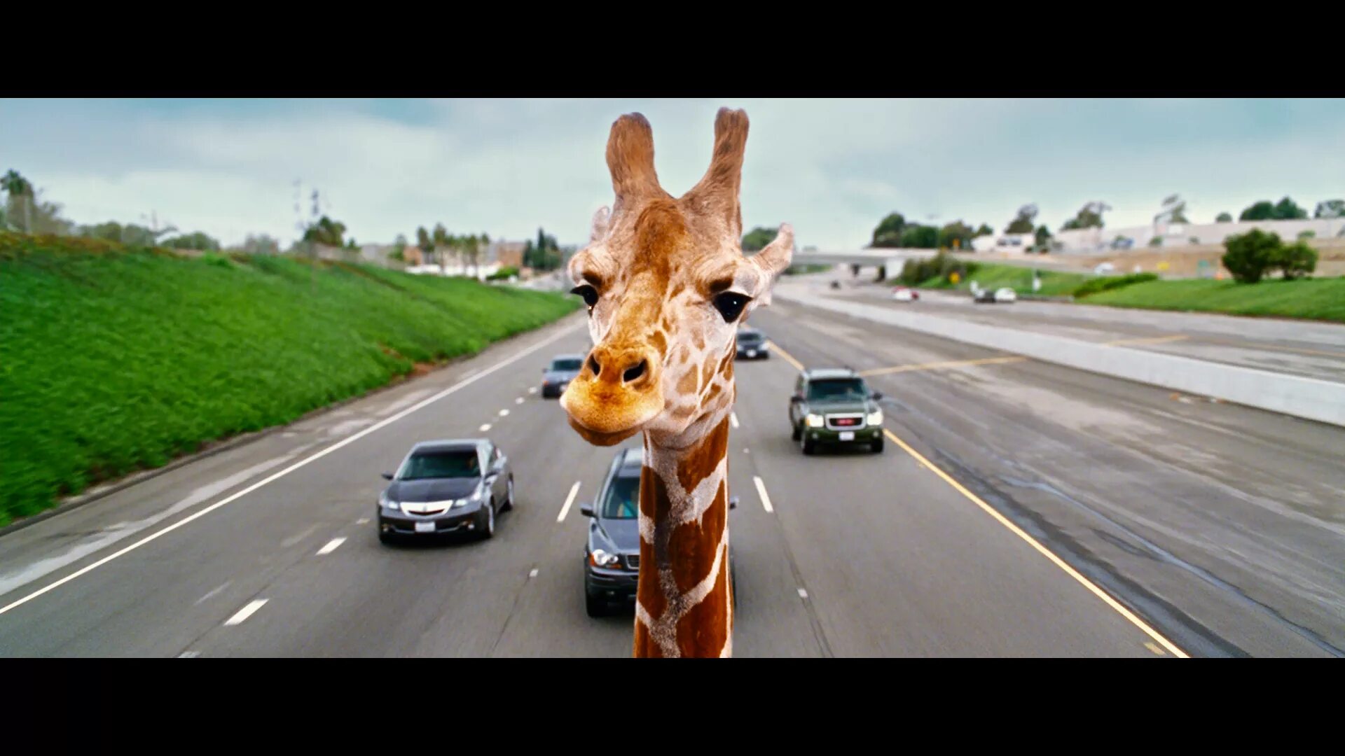 Мальчишник в Вегасе 3 Жираф. Мальчишник в Вегасе Жираф в машине. Мальчишник в Вегасе 2 Жираф. Пришла и оторвала голову нам speed