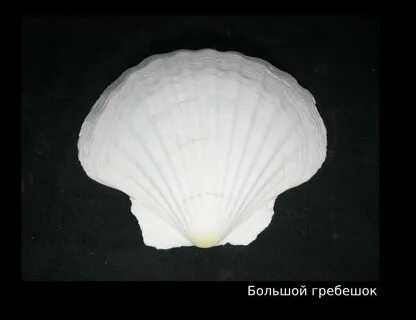 14 ракушек