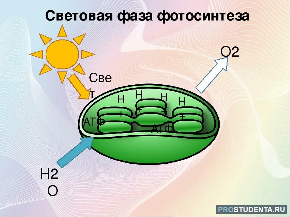 Световая фаза этапы. Процесс фотосинтеза световая и темновая фазы. Световая фаза фотосинтеза рисунок. Фотосинтез это в биологии световая фаза. 1 Фаза фотосинтеза световая.