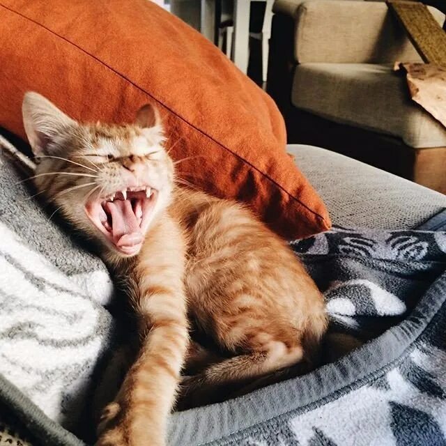 Коты встают утром