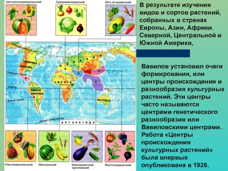 Восточноазиатский центр происхождения культурных. Вавилов центры происхождения культурных растений. Средиземноморский центр происхождения культурных растений на карте. Вавилов центры происхождения культурных растений таблица. 7 Центров происхождения культурных растений по Вавилову.