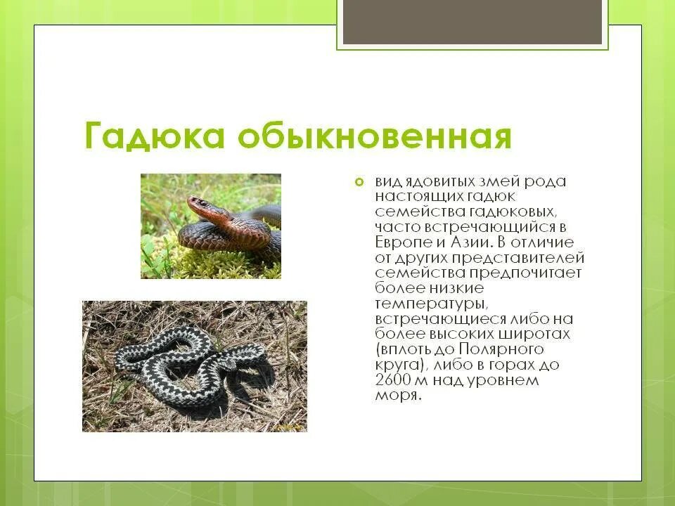 Гадюка ядовитая змея 2 класс. Описание рассказ гадюка обыкновенная. Рассказ о гадюке обыкновенной. Гадюка описание. Гадюка обыкновенная описание 3 класс окружающий мир.