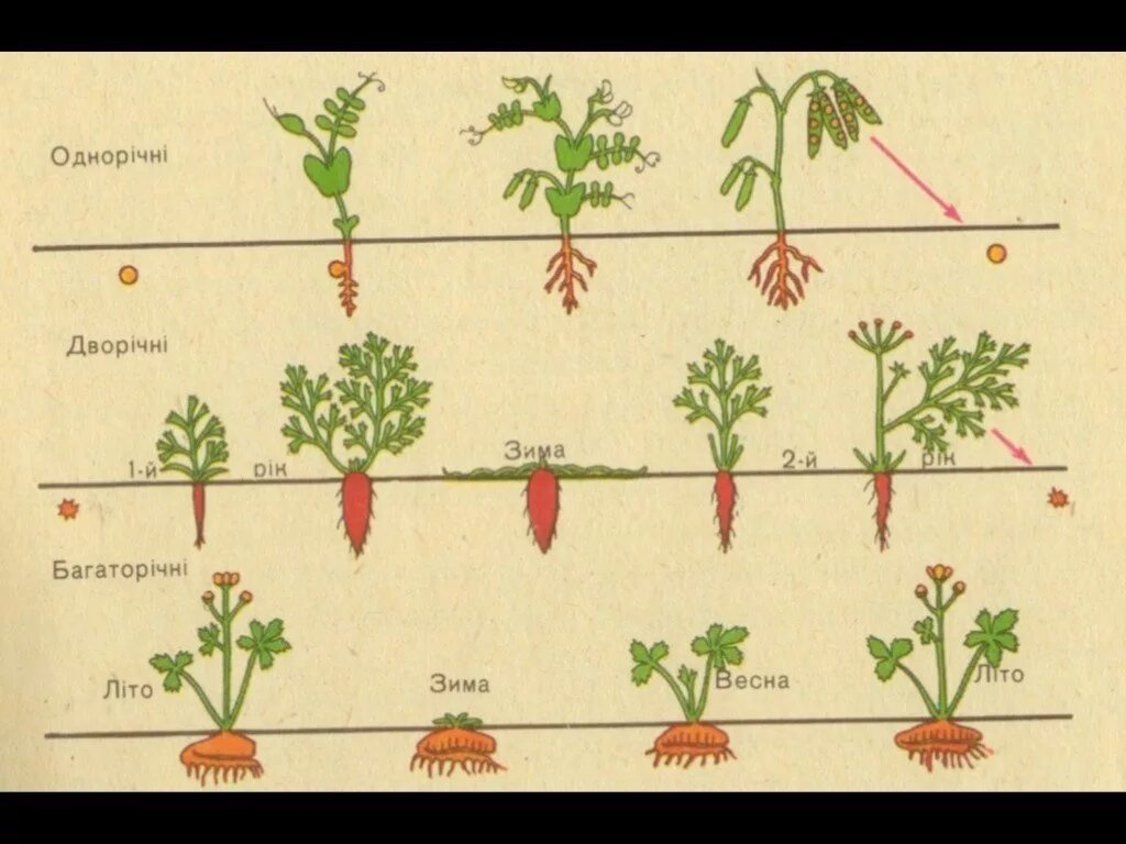 Растения однолетние двулетние многолетние схема. Двулетние растения цикл развития. Цикл жизни однолетнего растения. Фазы развития двулетних растений.