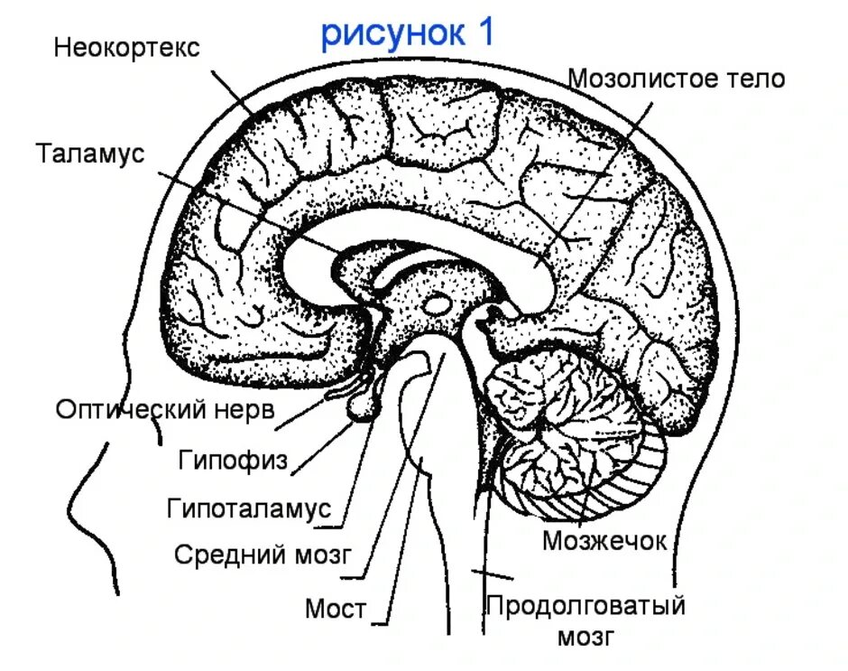 Рассмотрите рисунок с изображением мозга человека. Анатомия структур головного мозга. Схема строения головного мозга. Отделы головного мозга схема ЕГЭ. Головной мозг анатомия схема.