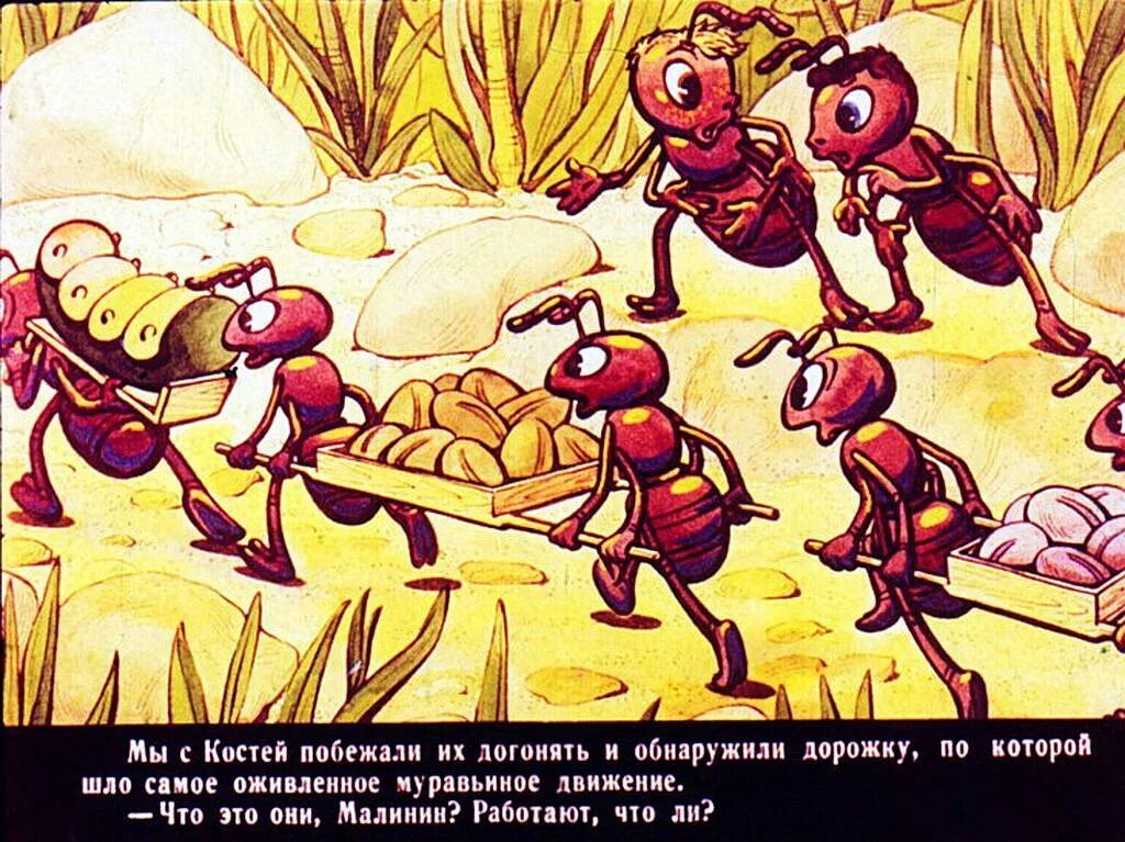Повесть будь человеком. Баранкин муравей. Человек превратился в муравья. Баранкин часть 3 муравьи. Баранкин будь человеком превращение в муравьев.