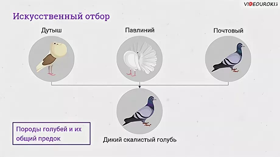 Происхождение голубей